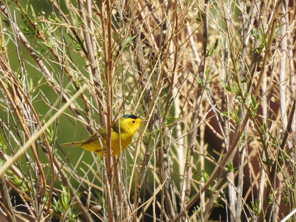 Wilson's Warbler - ML336346261