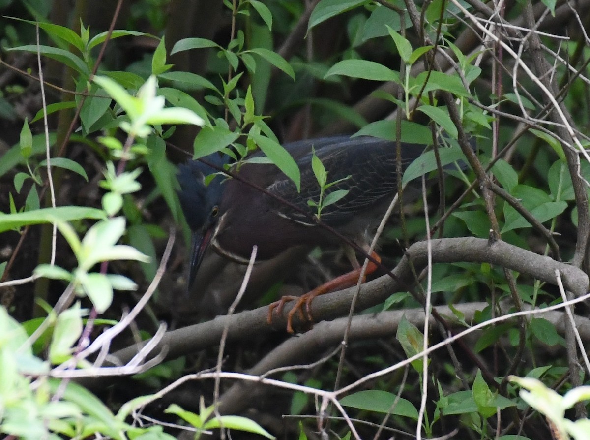 Green Heron - ML336347081