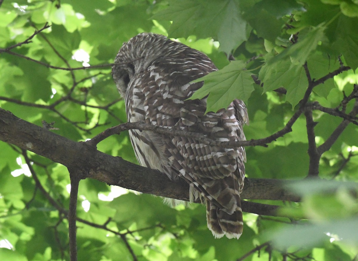 Barred Owl - ML336347811