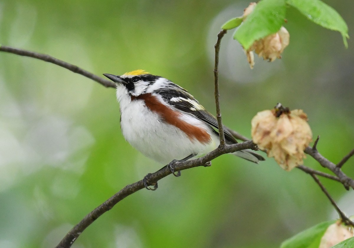 Chestnut-sided Warbler - Tim Healy