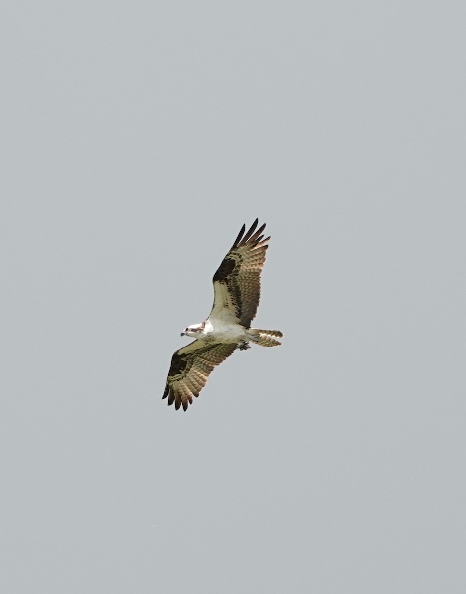 Águila Pescadora - ML336348401