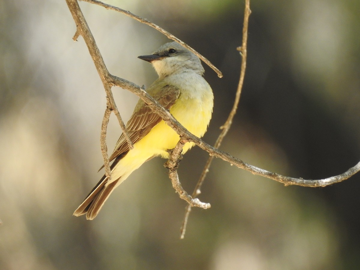 Western Kingbird - Bruce White