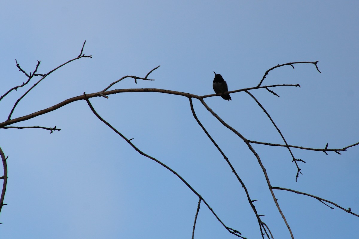 Black-chinned Hummingbird - ML336350391