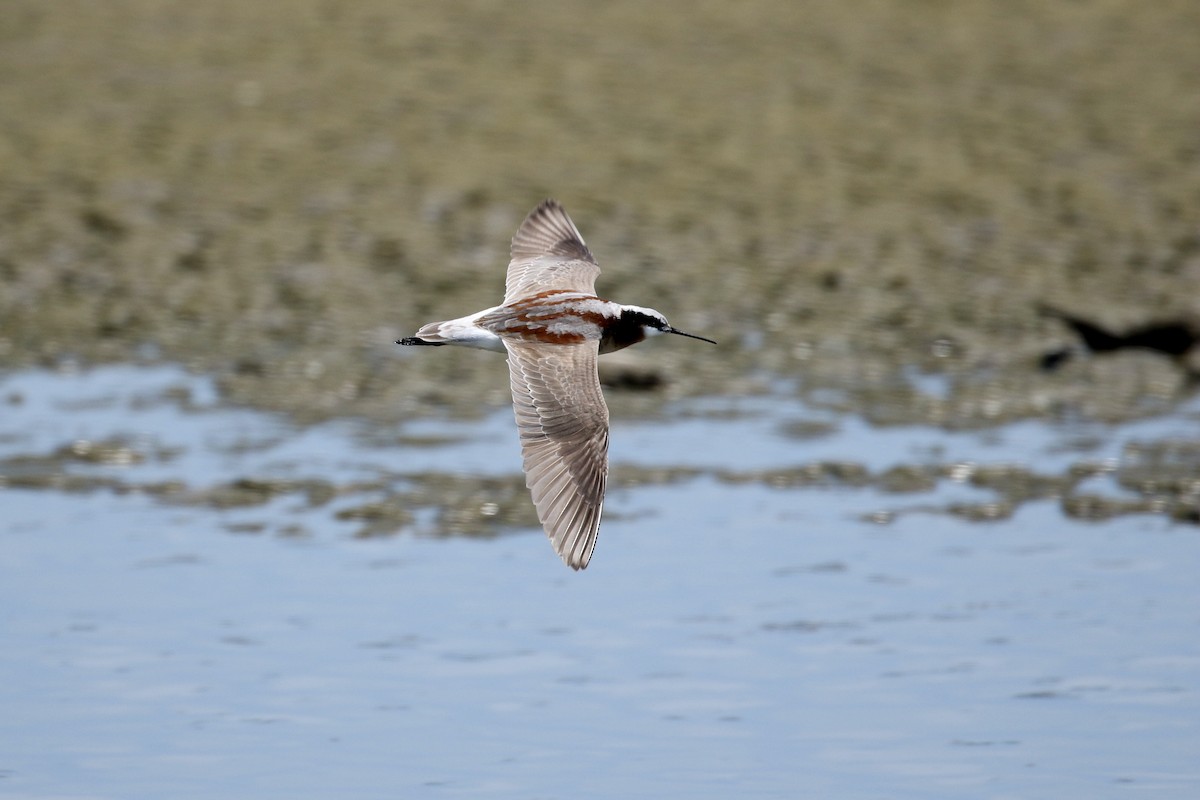 Phalarope de Wilson - ML336350451