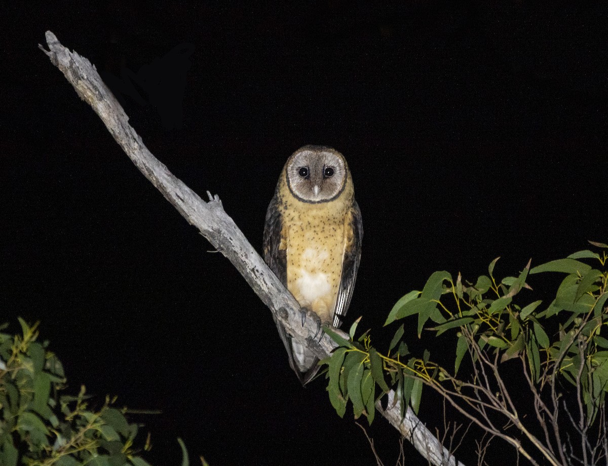 Australian Masked-Owl - ML336351641