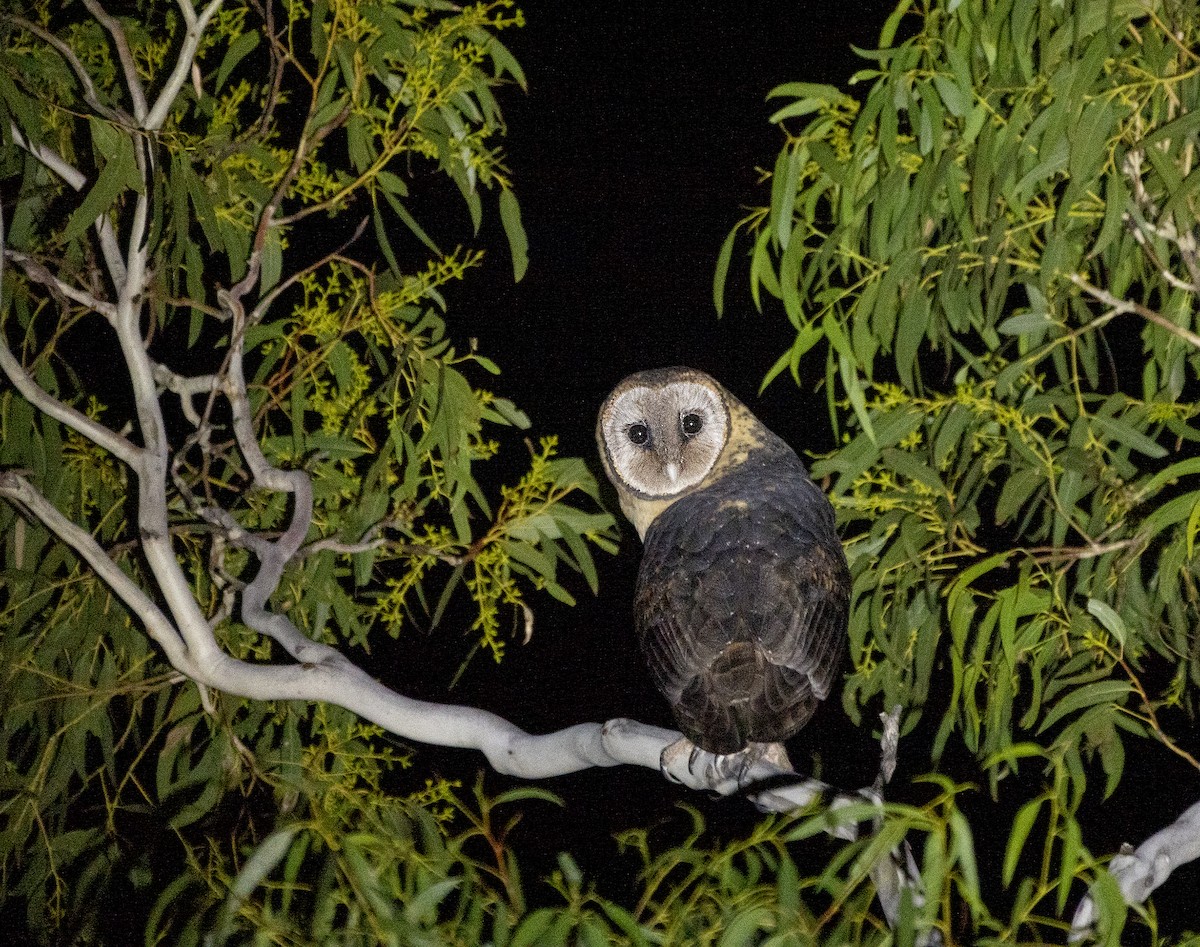 Australian Masked-Owl - ML336351711