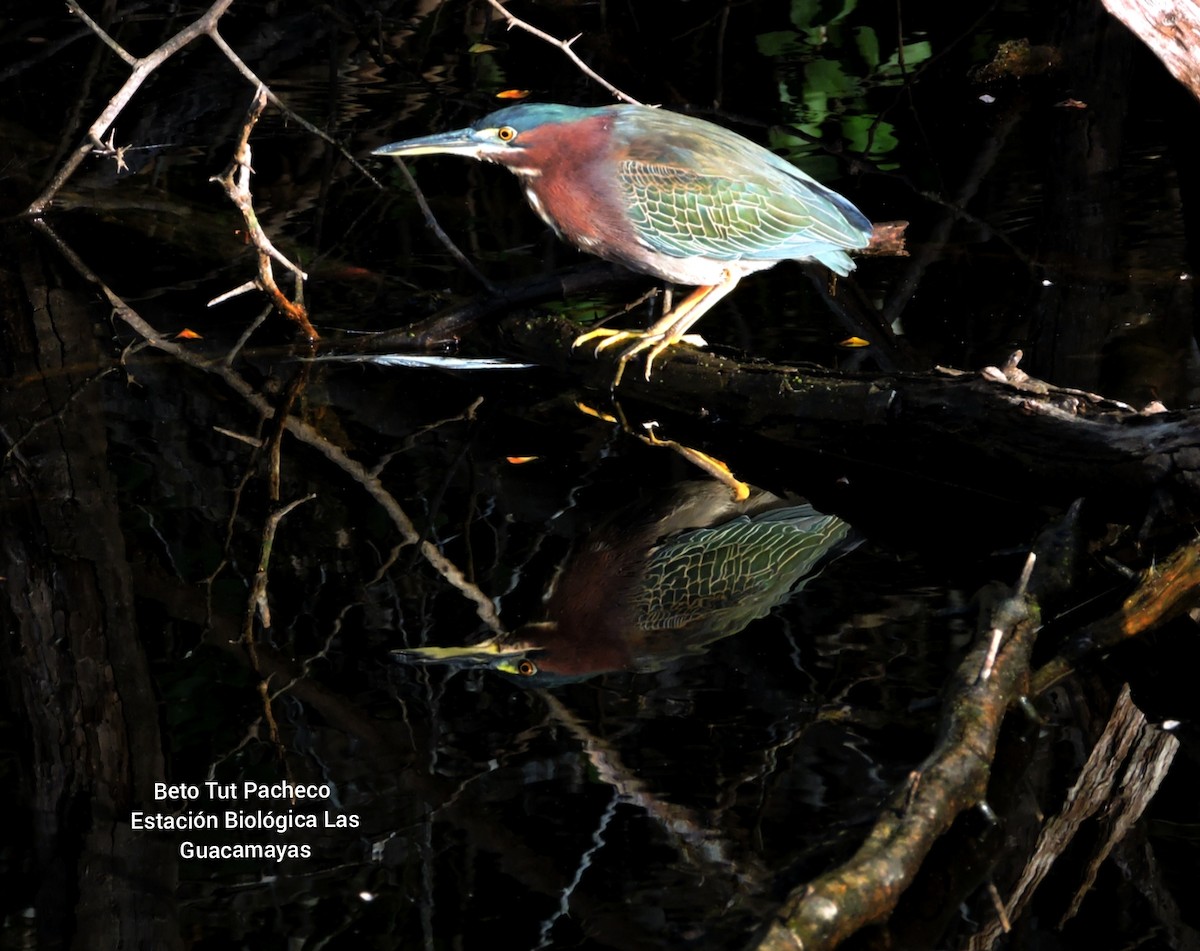 Green Heron - ML336352191