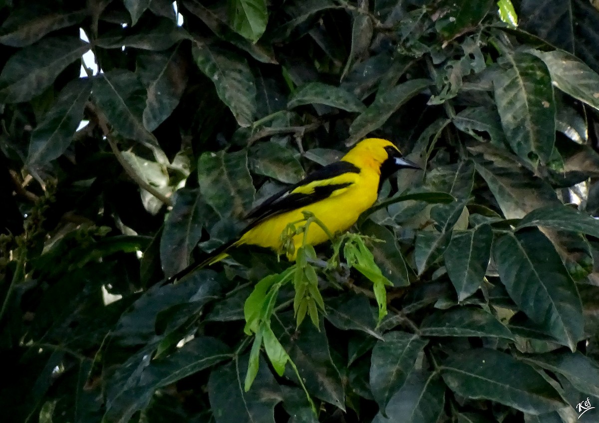 Yellow-tailed Oriole - ML336353011