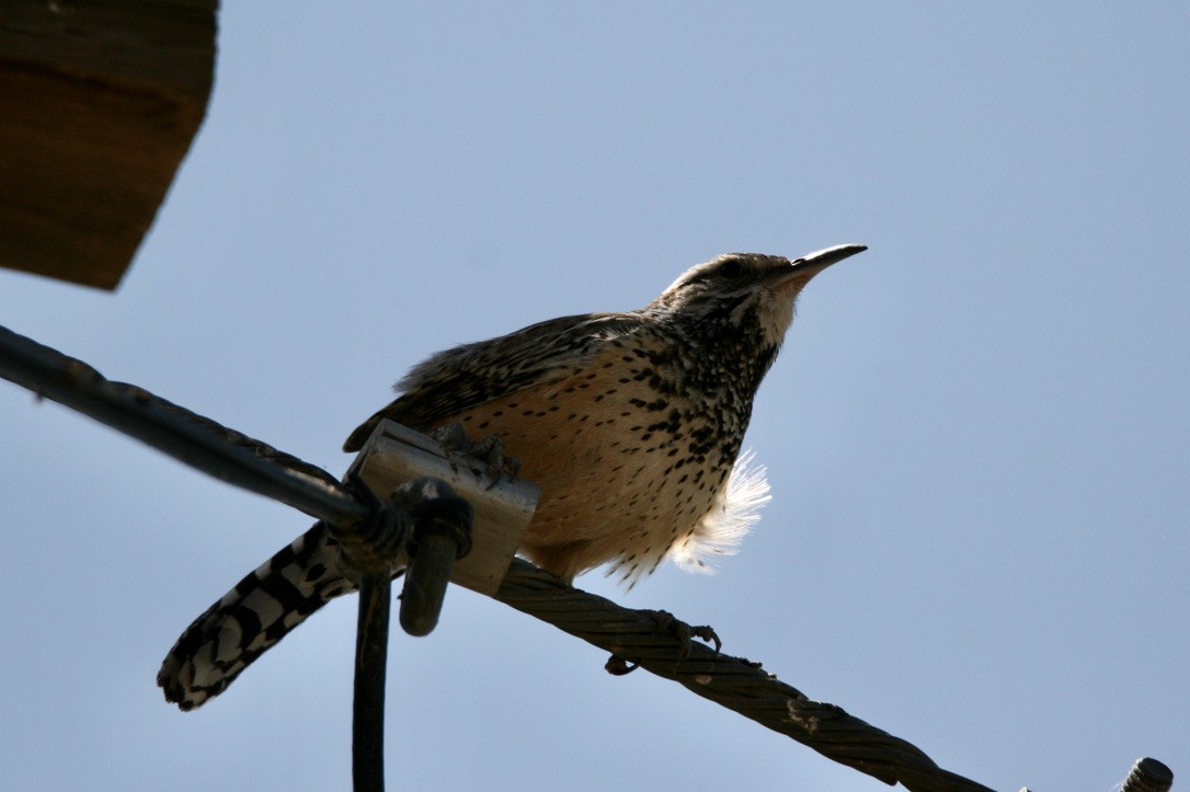 Cactus Wren - ML336353801