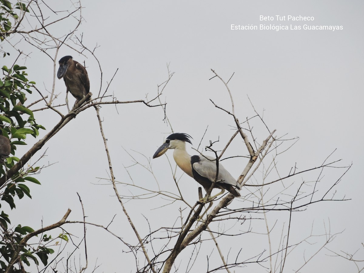 Boat-billed Heron - ML336354841