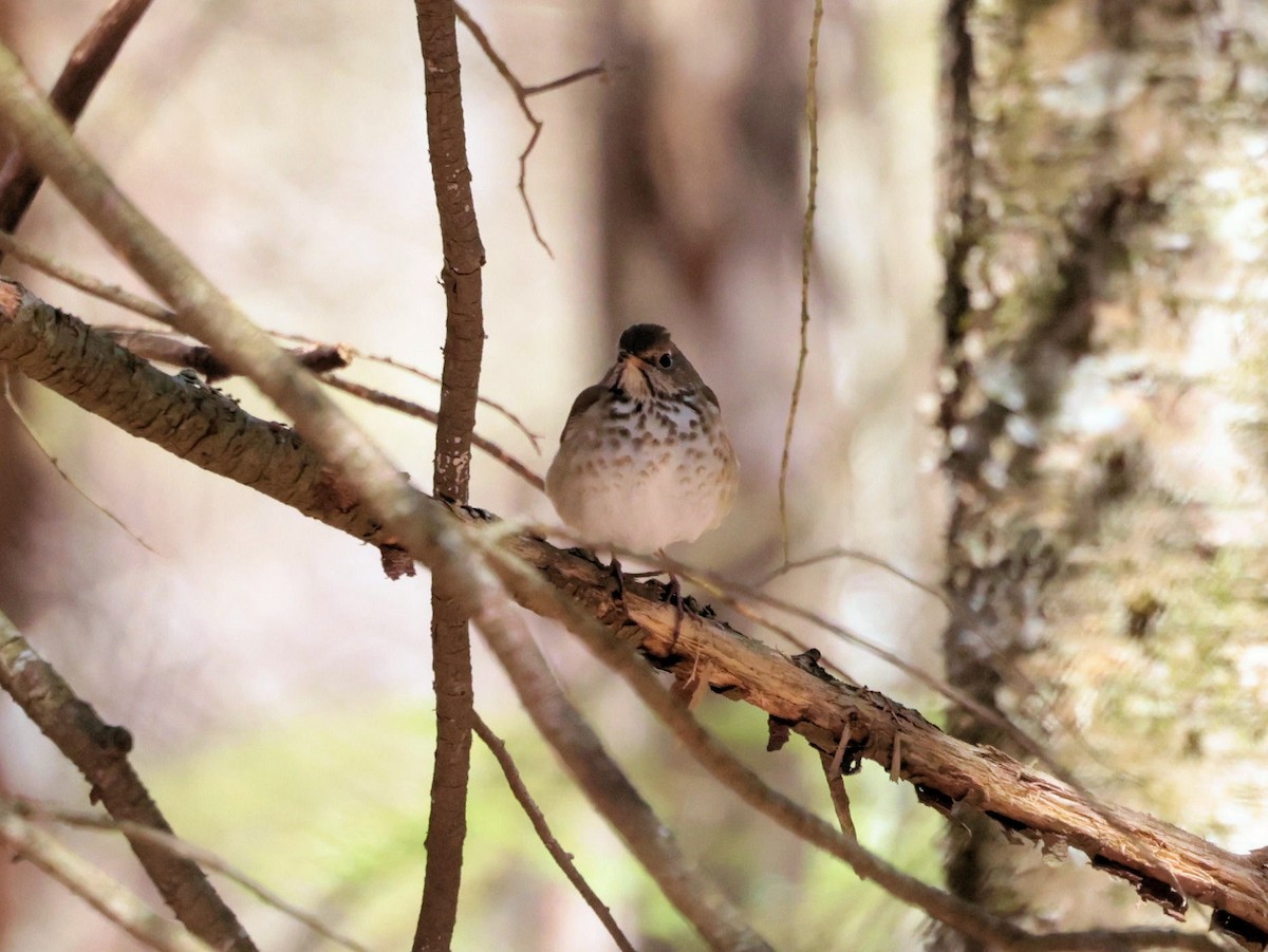 Hermit Thrush - Glenn Wilson