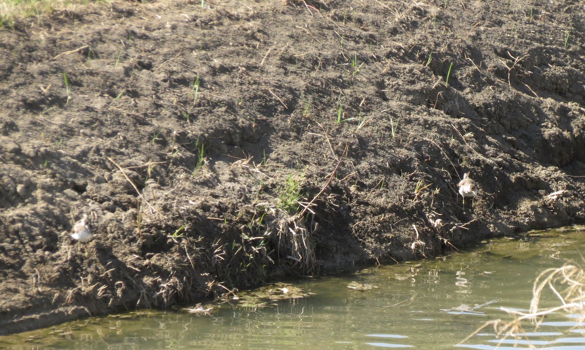 Solitary Sandpiper - ML336355871