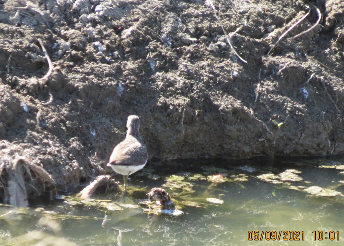 Solitary Sandpiper - ML336355881