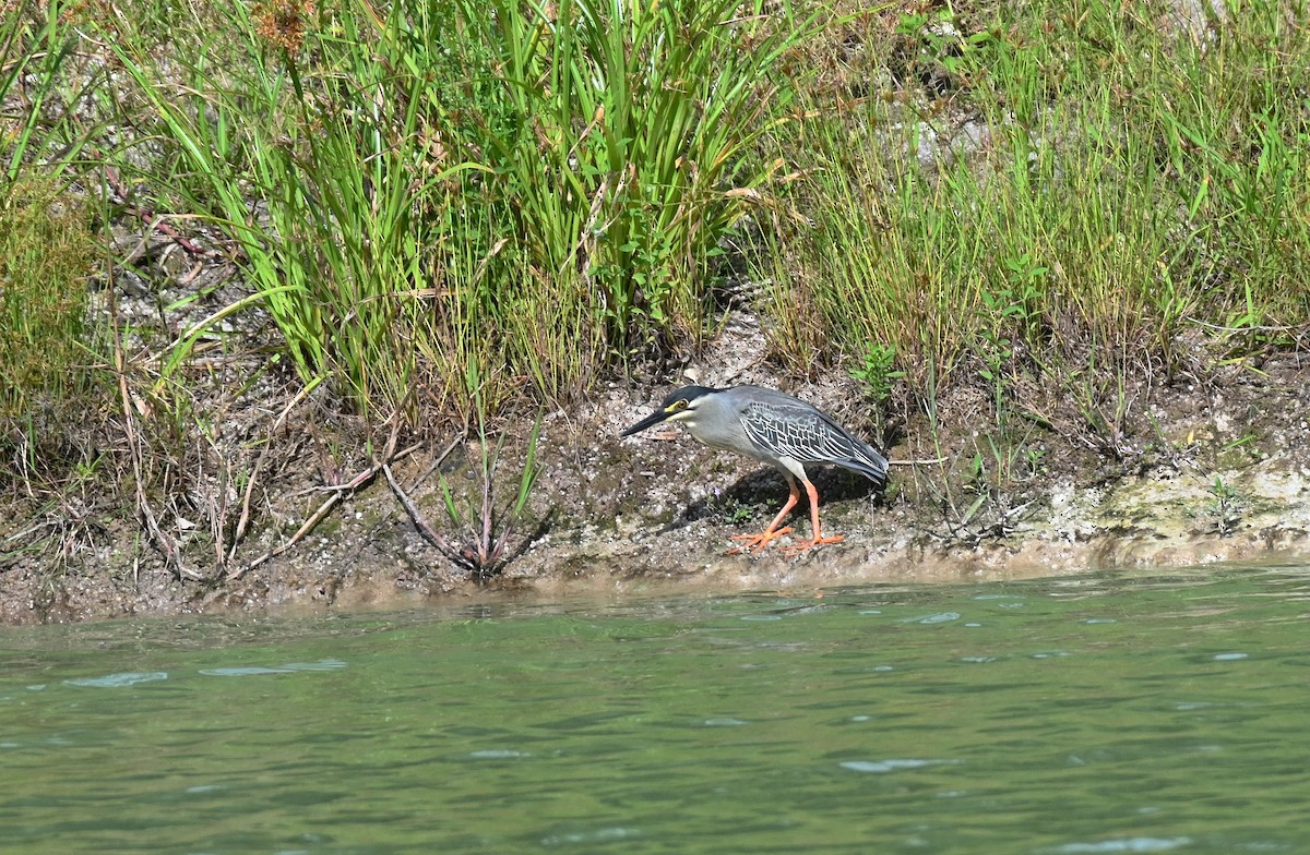 Striated Heron - ML336356131