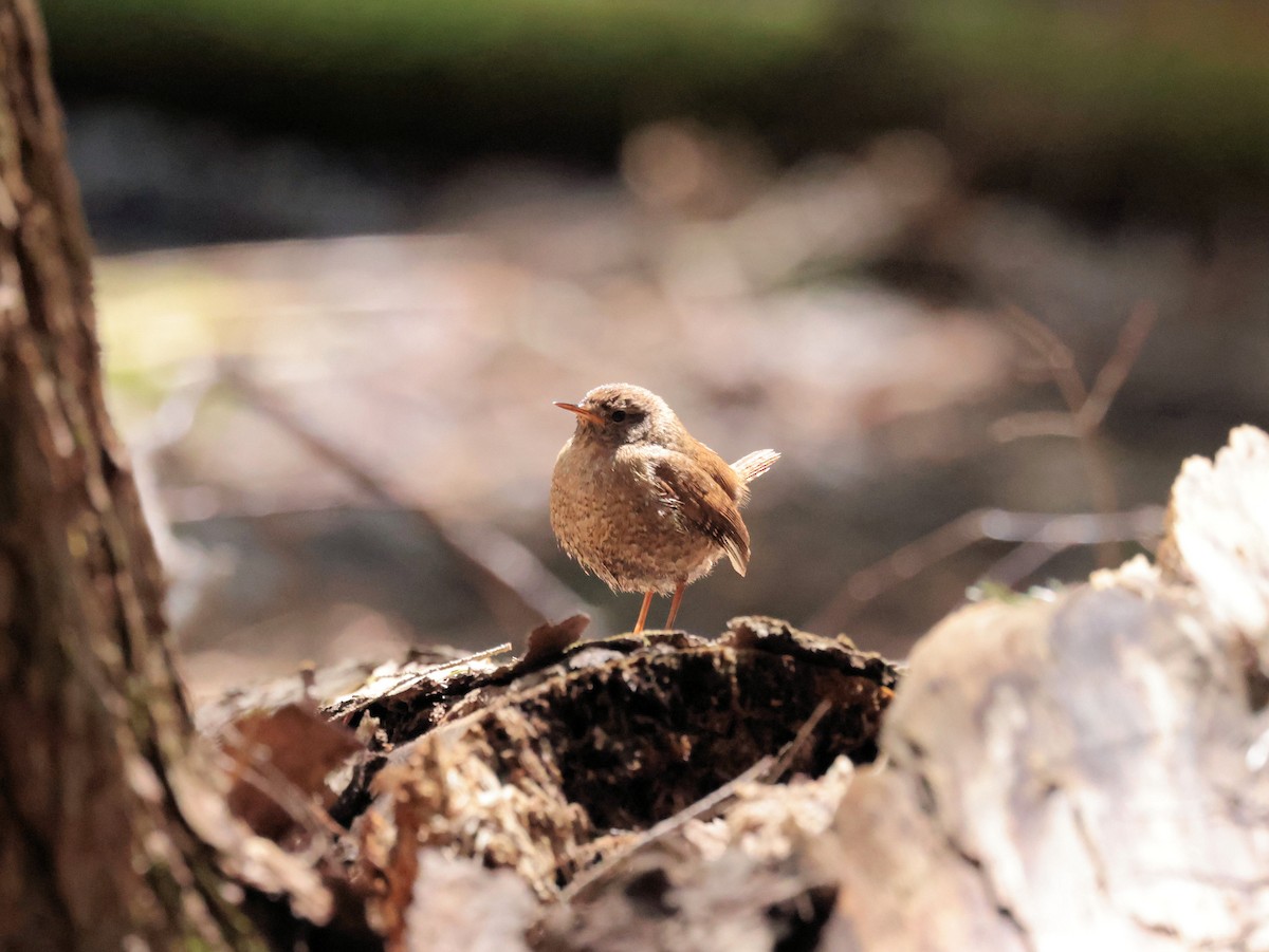 Winter Wren - ML336357271