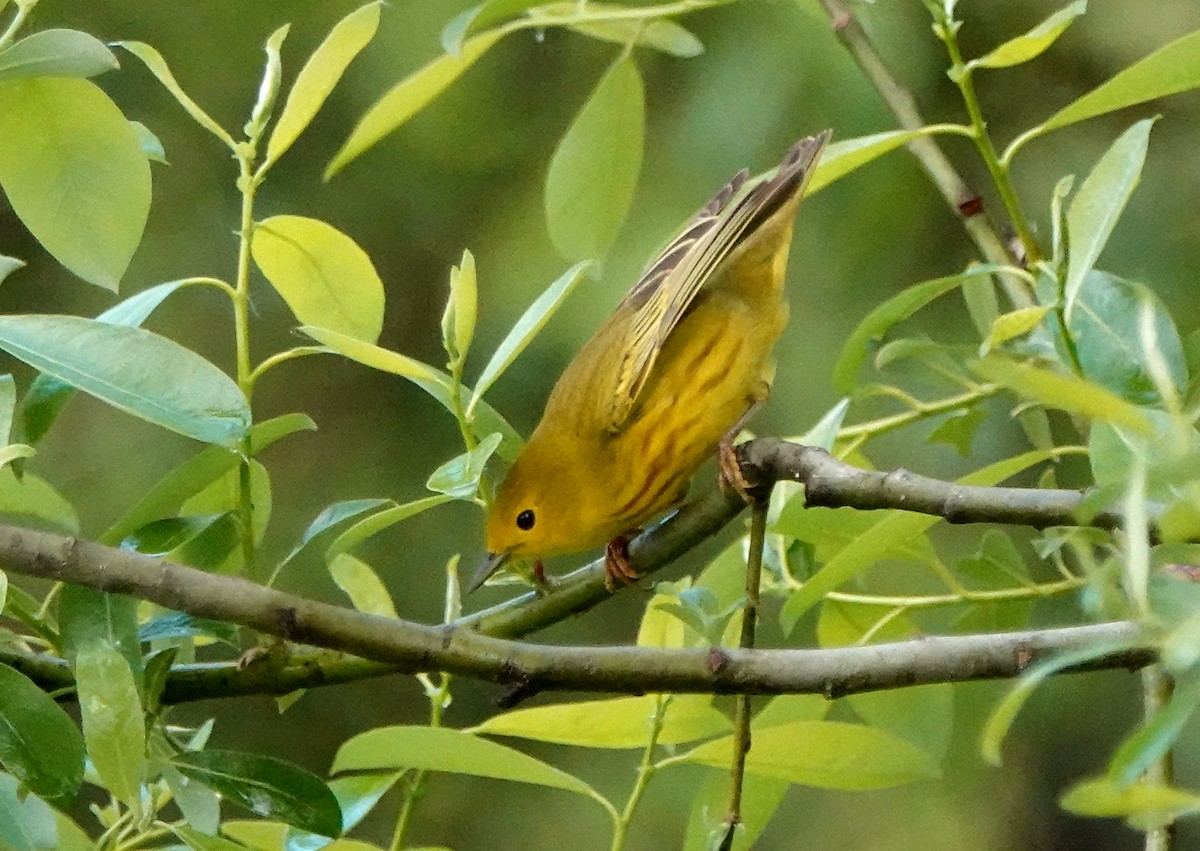 Paruline jaune - ML336357681