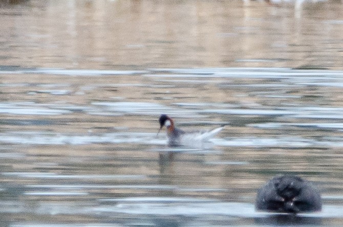 Red-necked Phalarope - James Turner