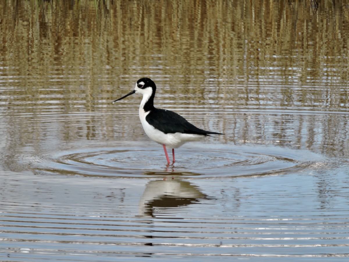 Black-necked Stilt - ML336358181