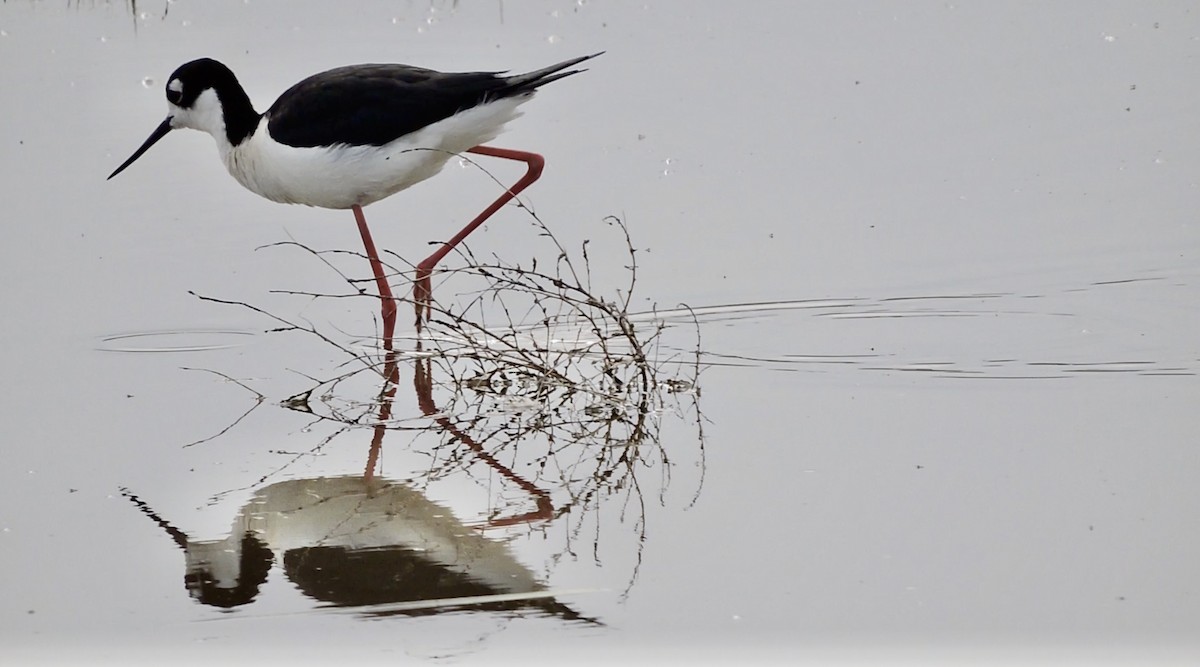 Black-necked Stilt - ML336358221