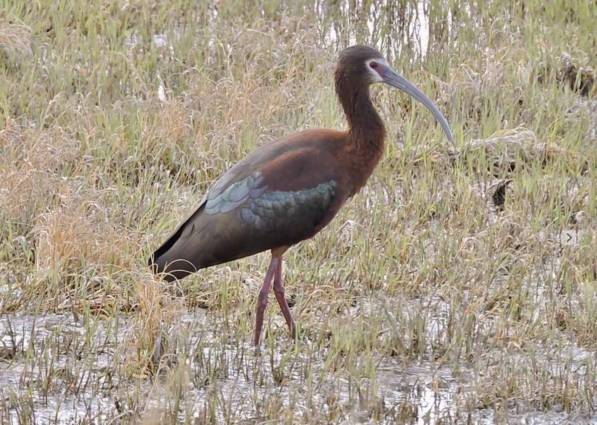 Ibis à face blanche - ML336358331