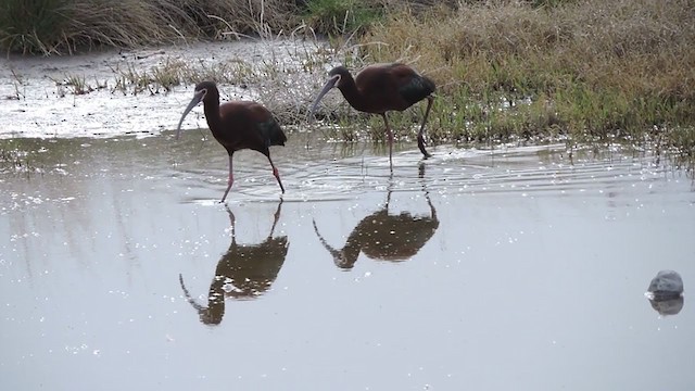 ibis americký - ML336358571