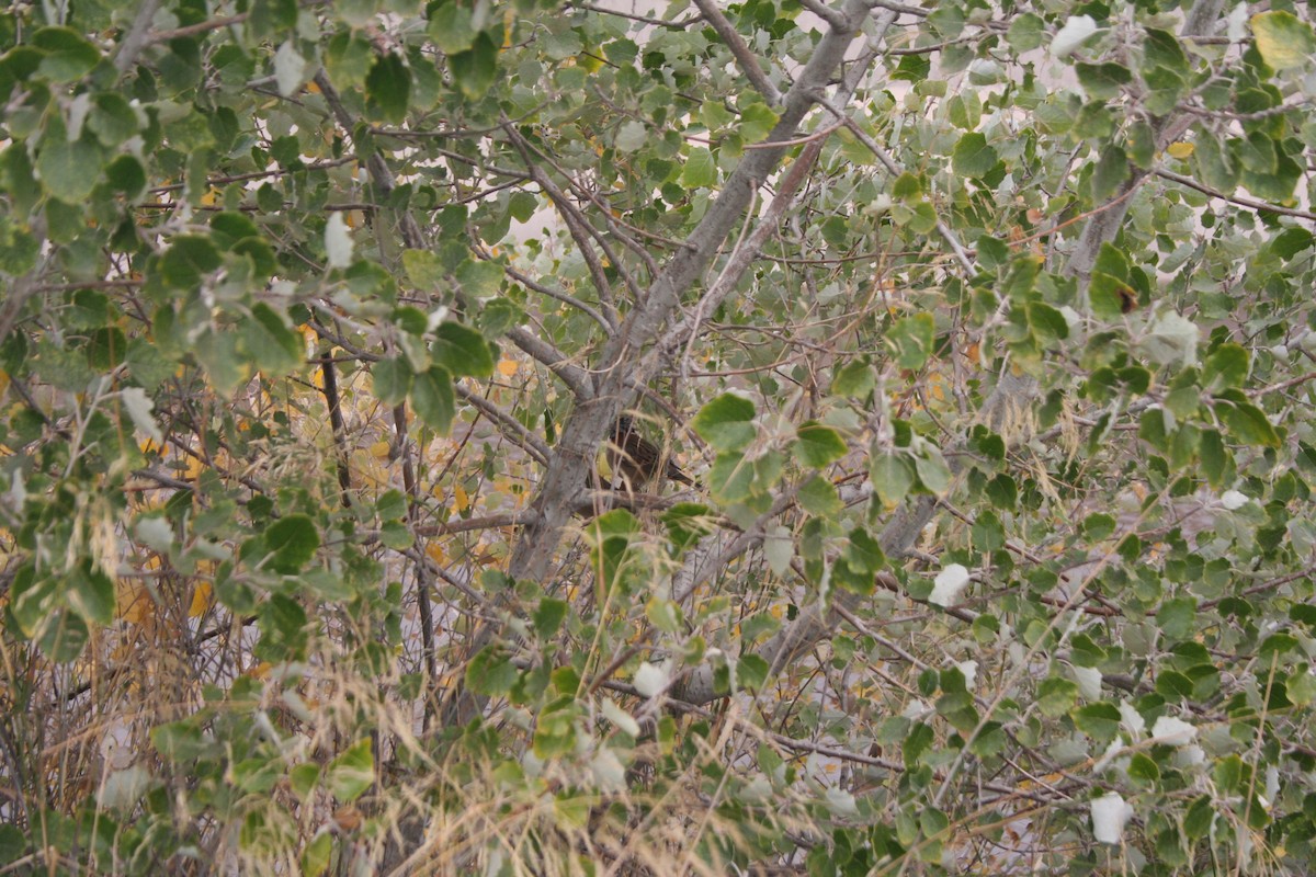 Rufous-collared Sparrow - ML336360331