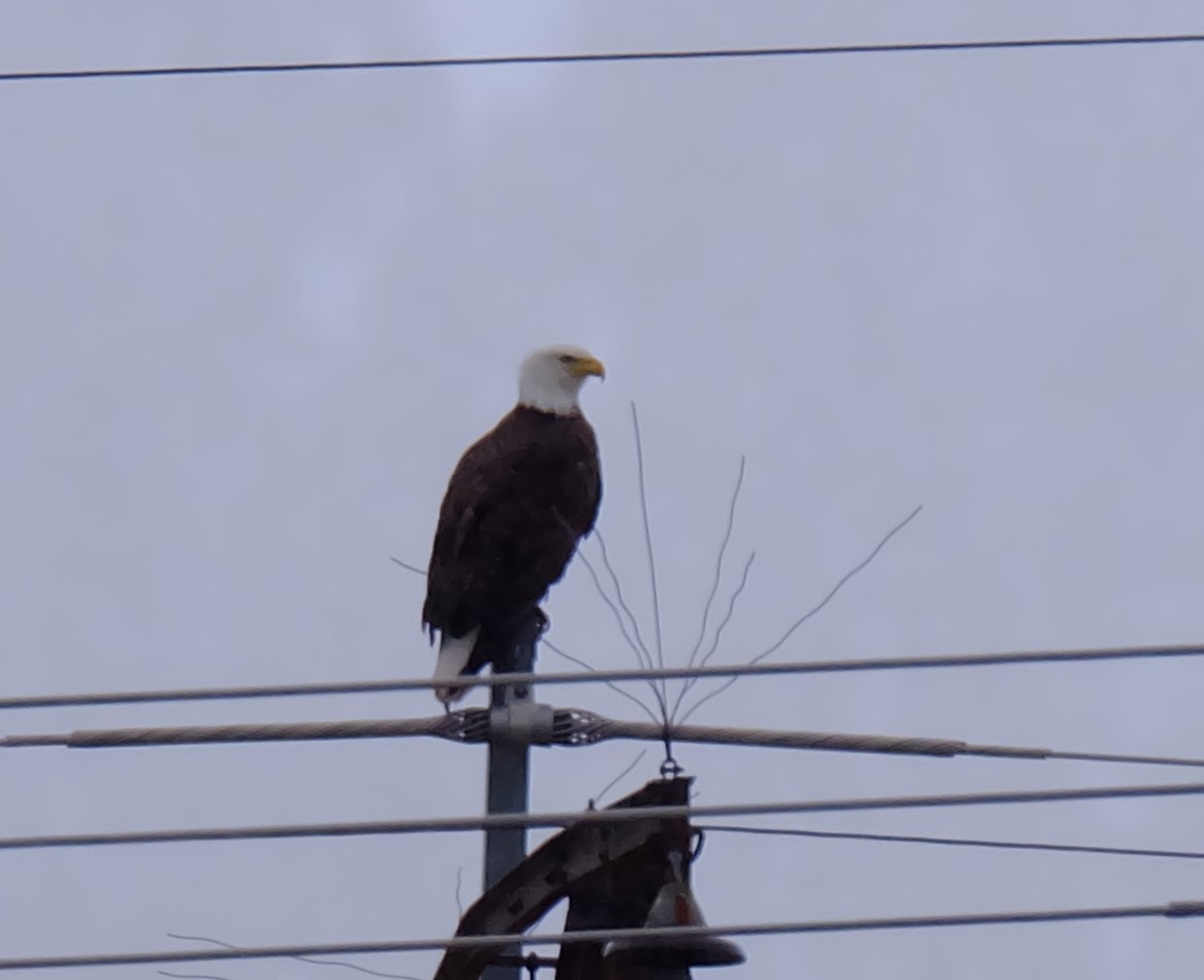 Bald Eagle - ML336360371