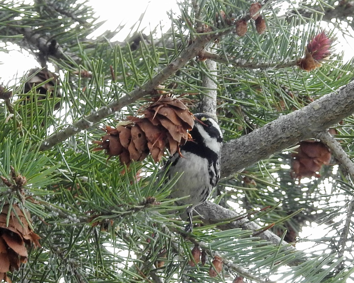 Black-throated Gray Warbler - ML336362001