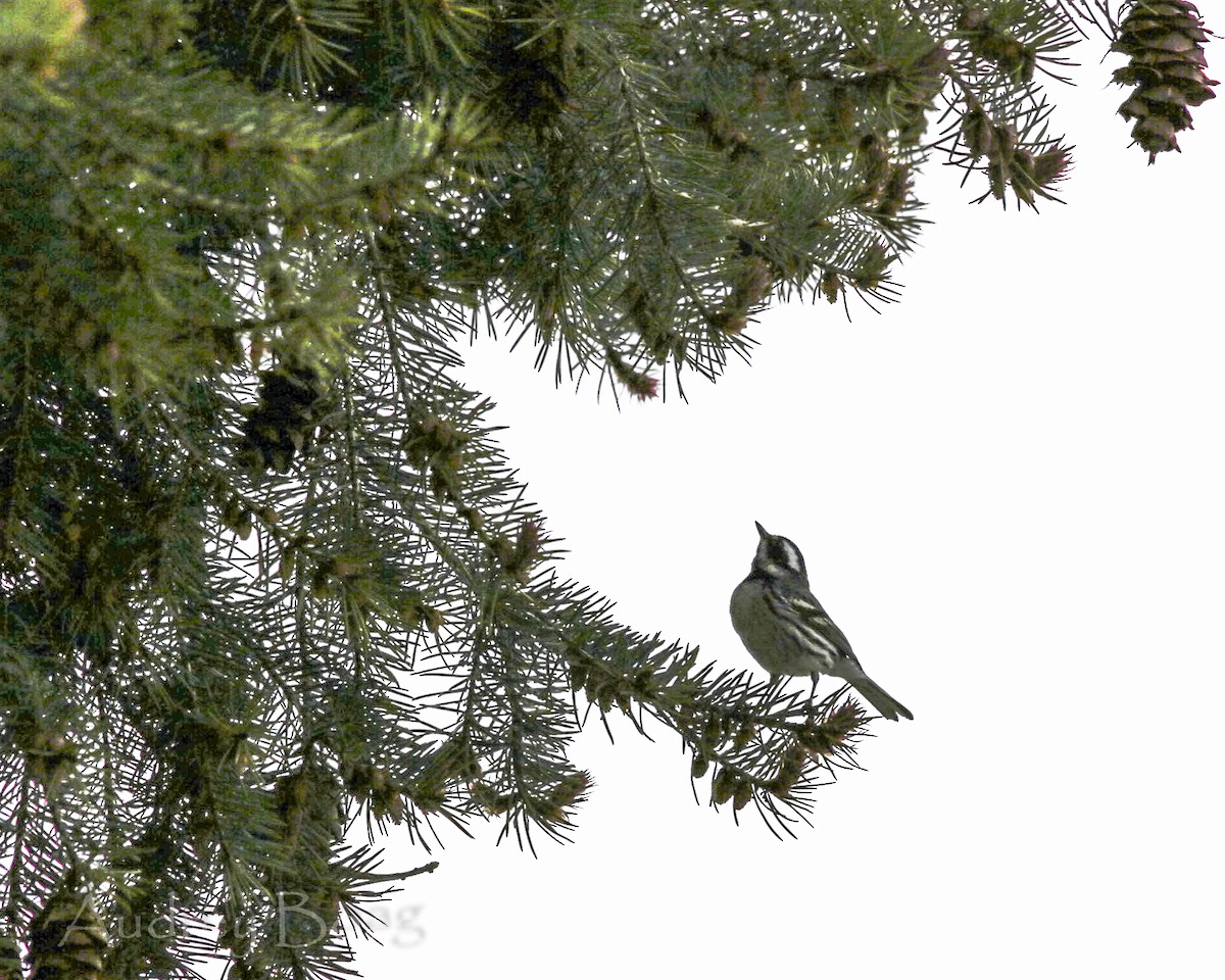 Black-throated Gray Warbler - ML336362531