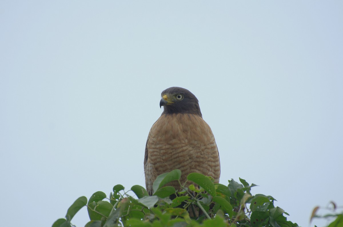 Roadside Hawk - ML336362581