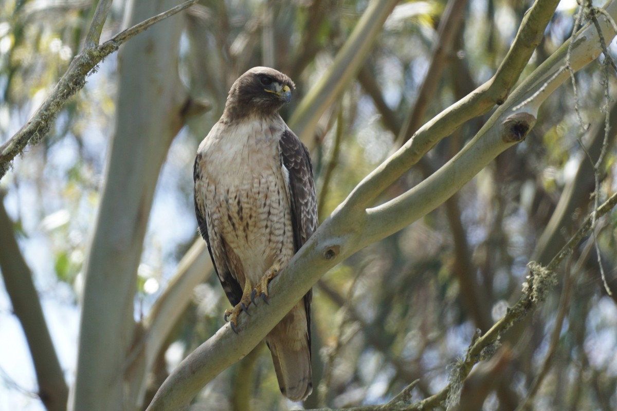 Red-tailed Hawk - ML336362791