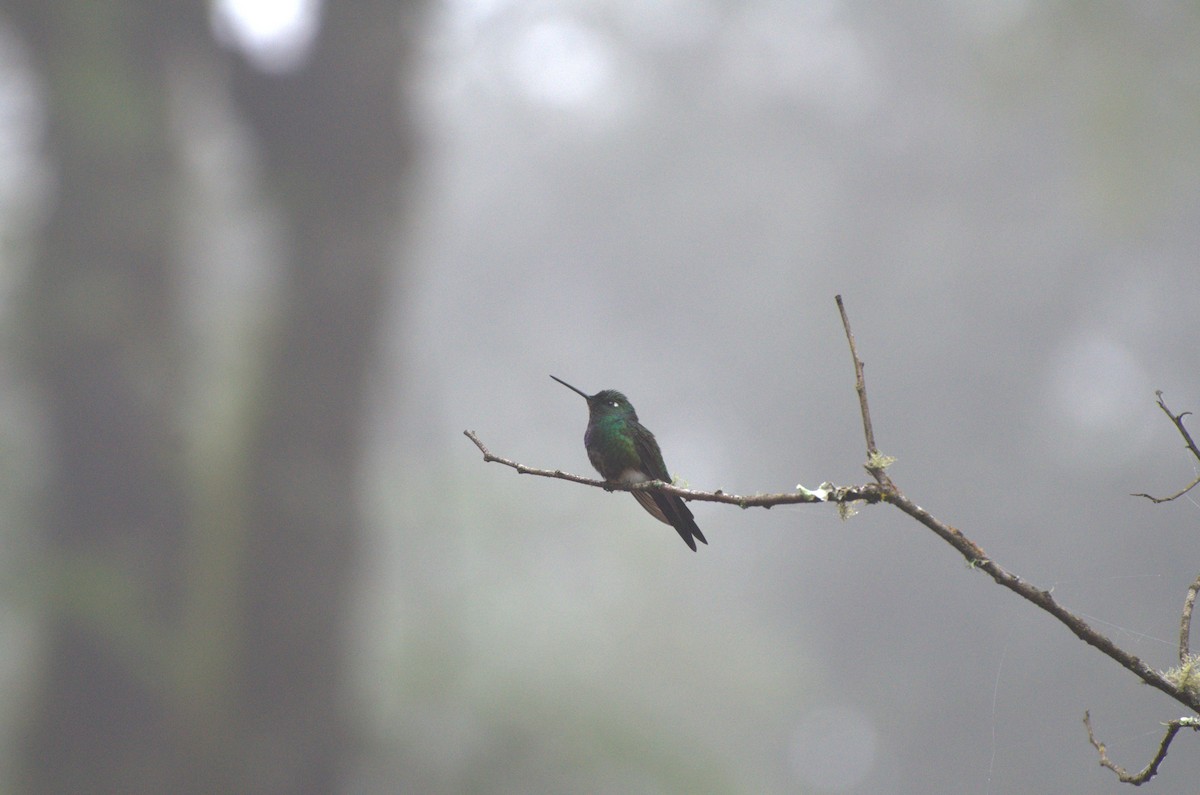 Blue-capped Puffleg - COA Yungas Ledesma