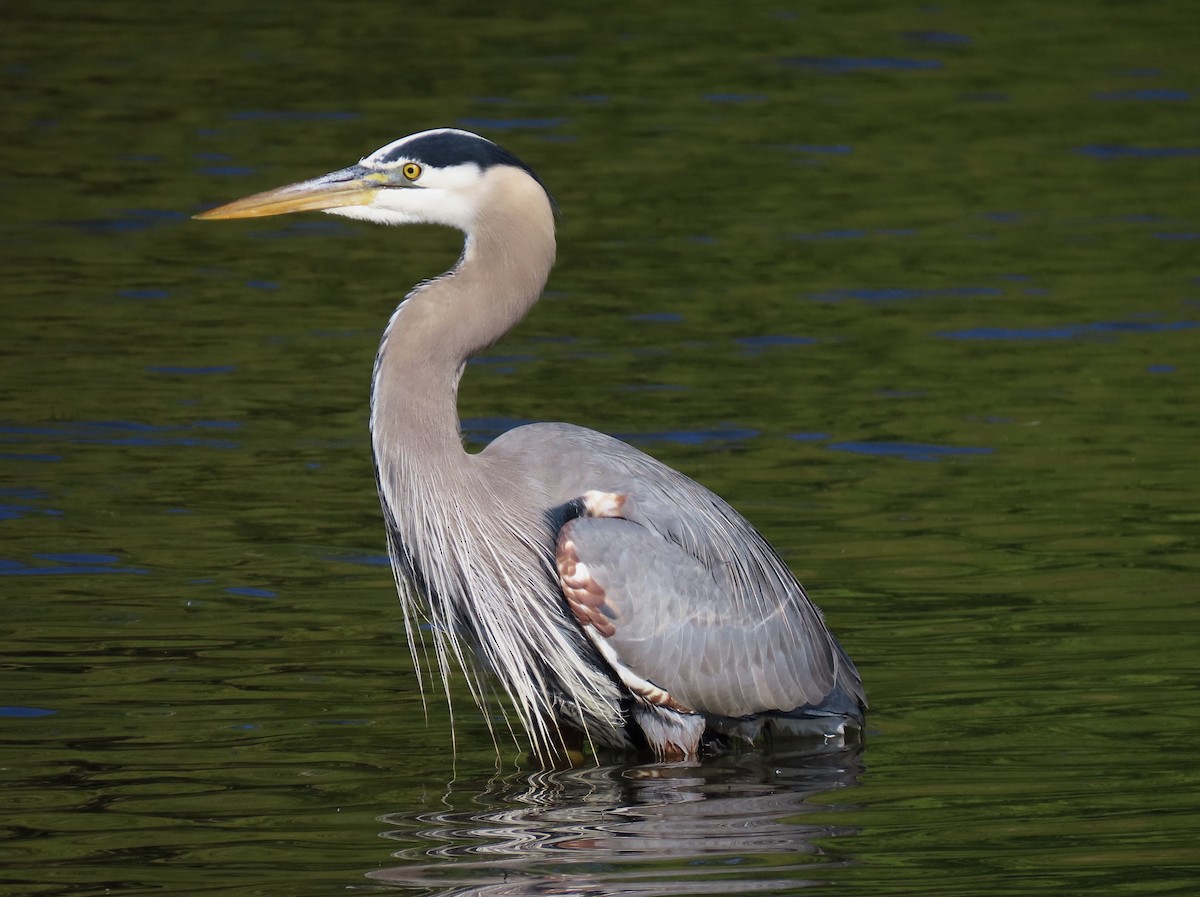 Great Blue Heron - ML336363881