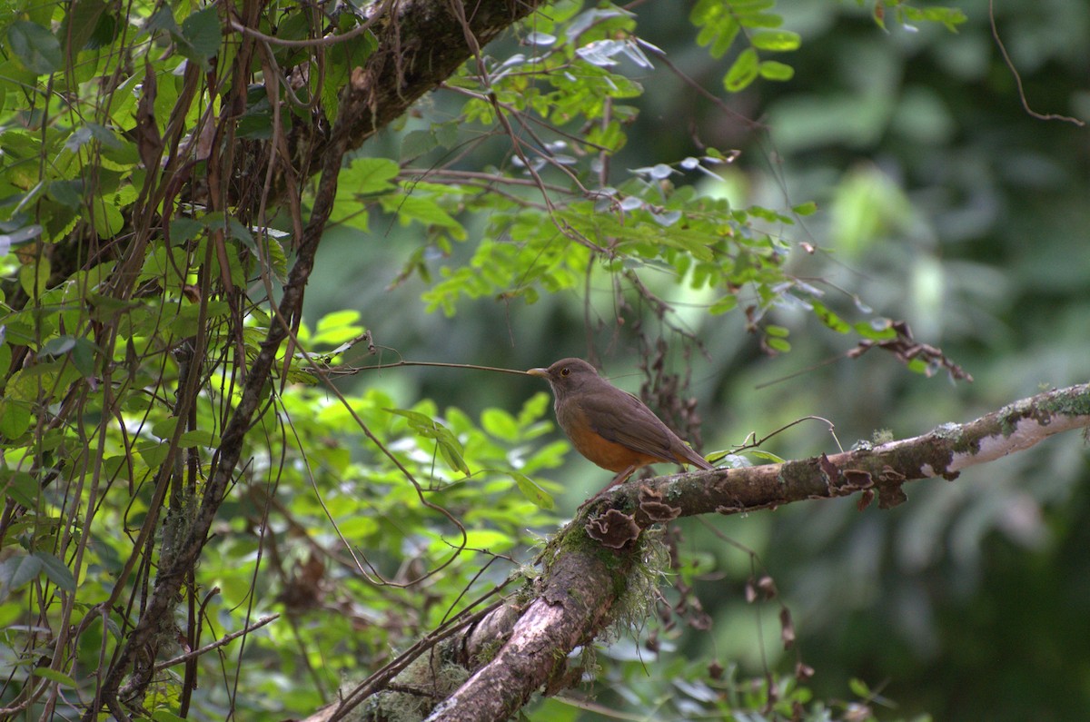 Rufous-bellied Thrush - ML336364481