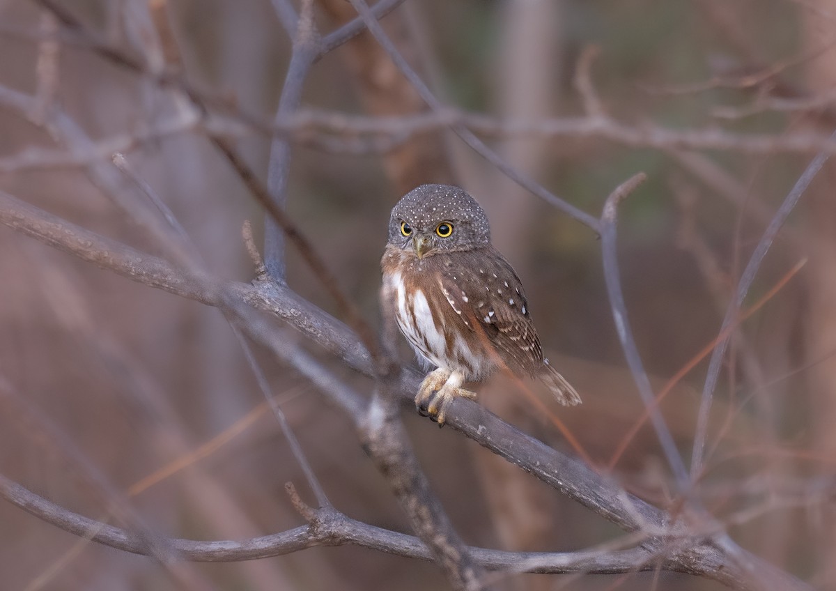 Colima Pygmy-Owl - ML336364581