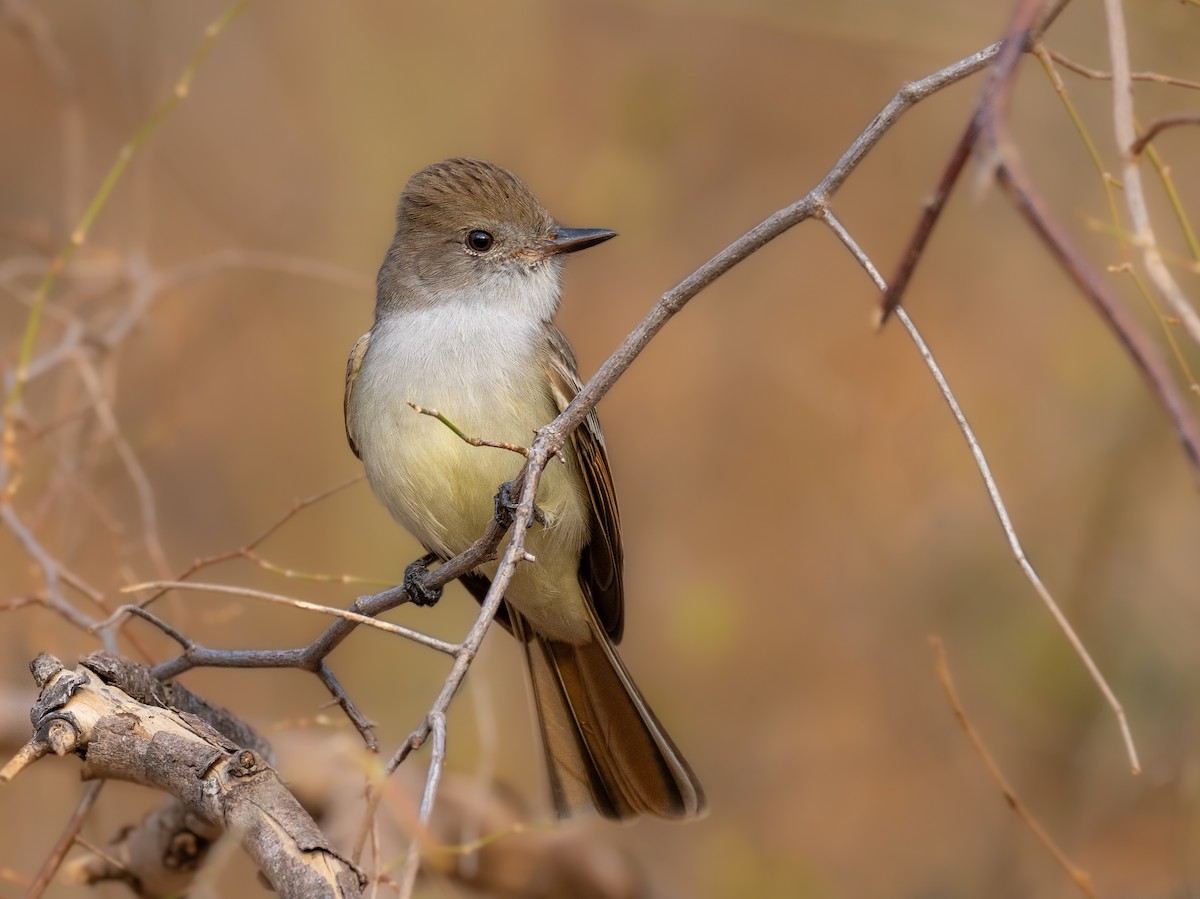 Nutting's Flycatcher - ML336364611