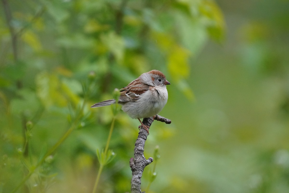 Field Sparrow - ML336365581