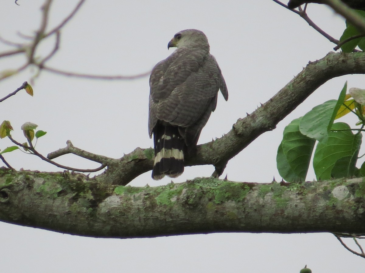 Silberbussard - ML336365821