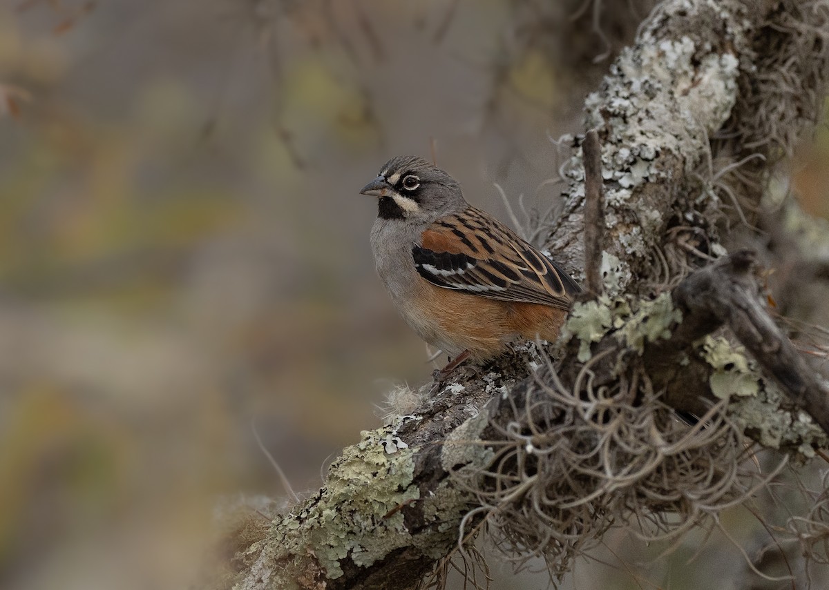 Bridled Sparrow - ML336367161