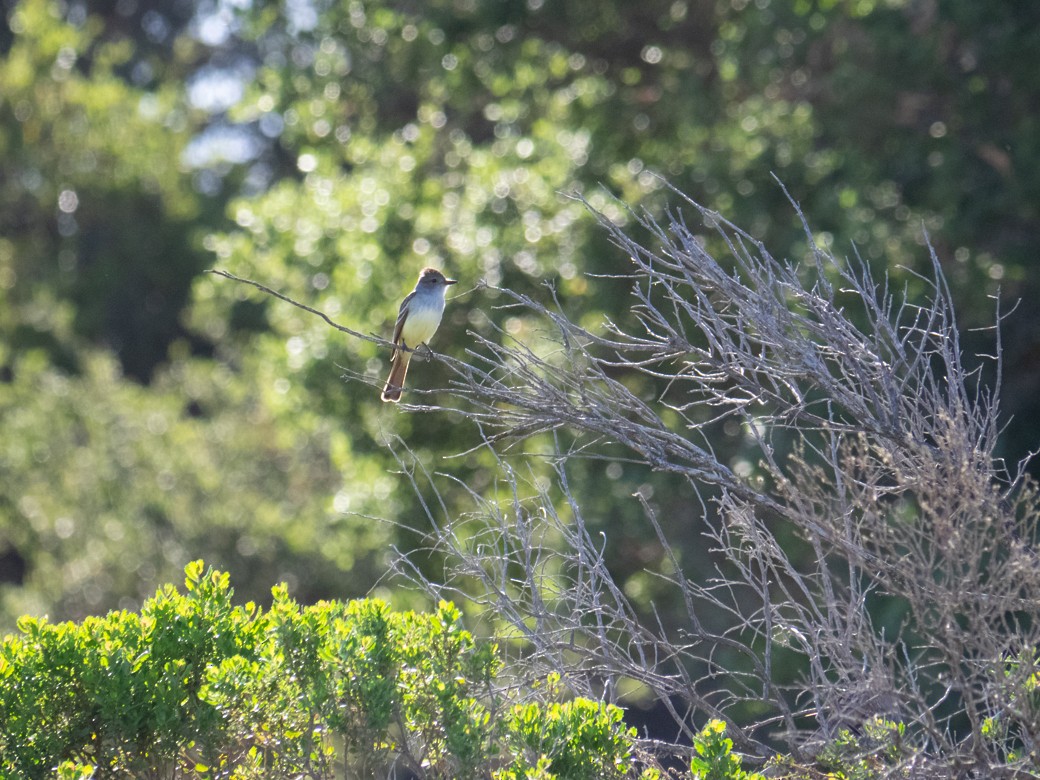 Ash-throated Flycatcher - Caitlin Chock