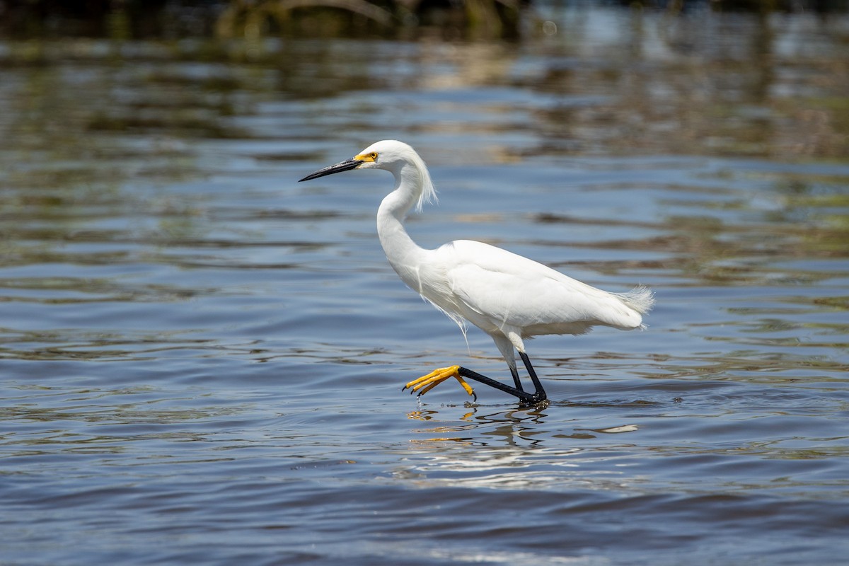 Snowy Egret - ML336369061