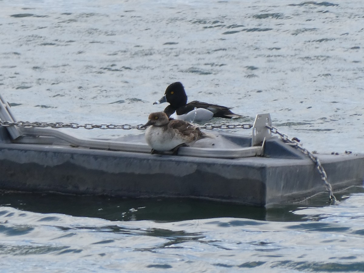 Hooded Merganser - J Joseph