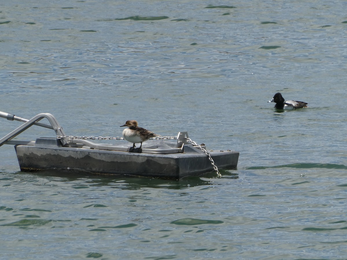 Hooded Merganser - ML336369431