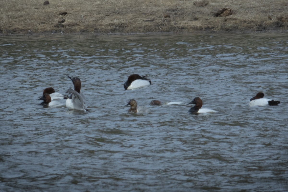 Canvasback - ML336370531