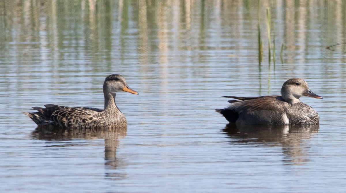 Gadwall - ML336371091