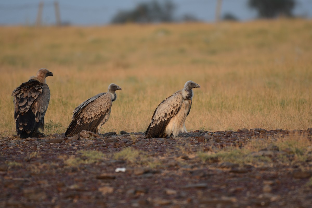 Indian Vulture - Dr Jishnu R