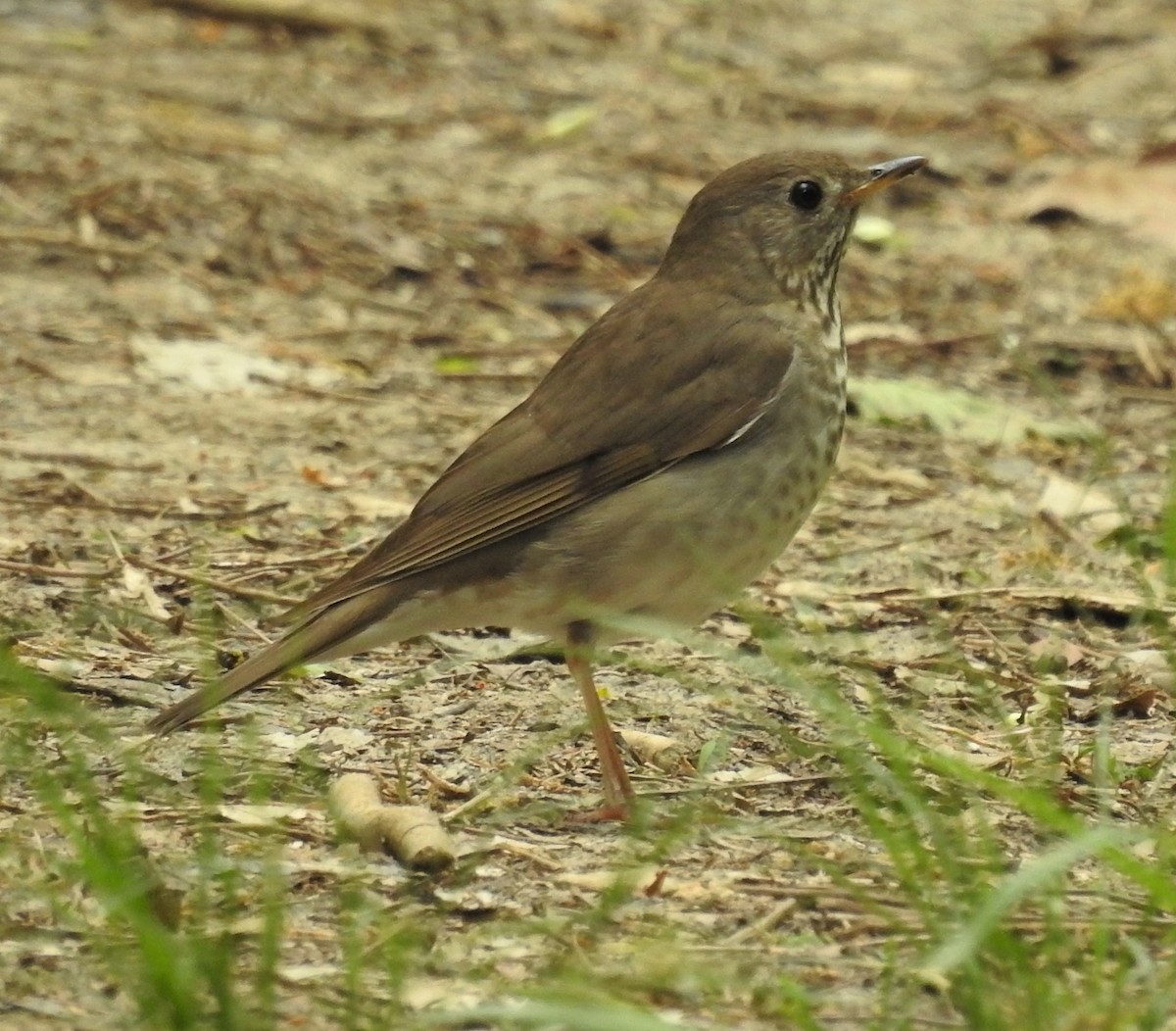 Gray-cheeked Thrush - Paul McKenzie