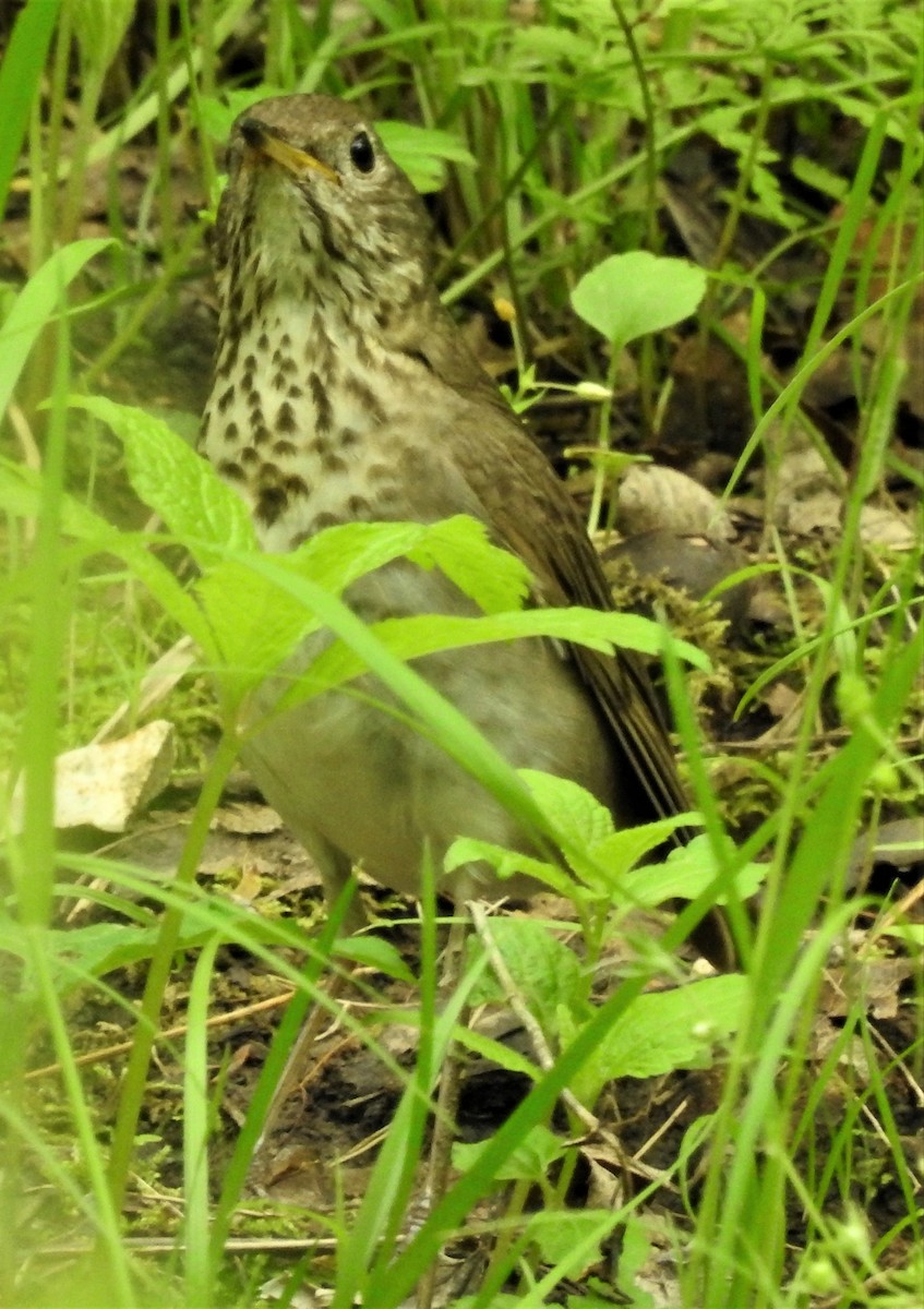 Gray-cheeked Thrush - ML336373661