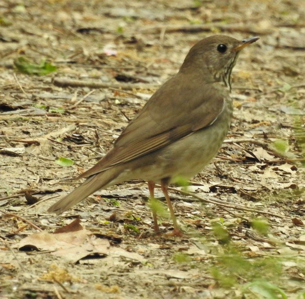 Gray-cheeked Thrush - Paul McKenzie