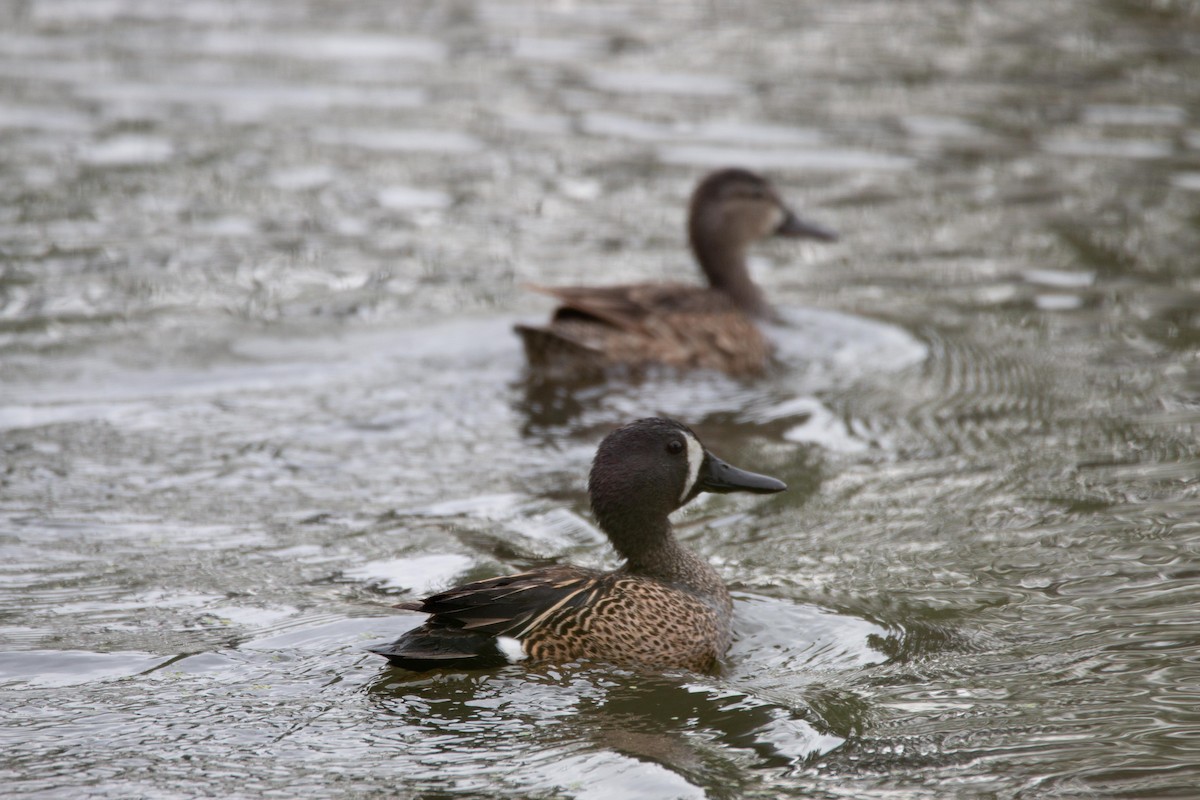 Blue-winged Teal - Danielle Lacasse